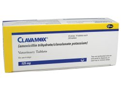 Clavamox (Generic Amoxicillin and Clavulanic Acid)